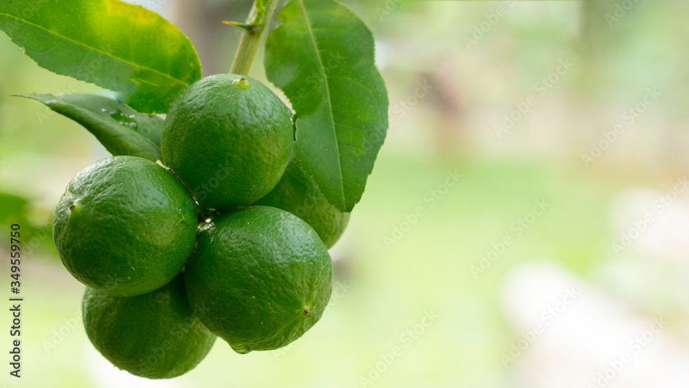 ripe slice of green lime citrus fruit ripe slice of green lime citrus fruit