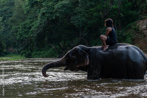 The elephants are in the elephant camp in Mae Rim District, Chiang Mai Province in the north of Thailand.