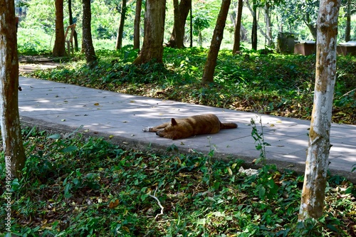 The dog is sleeping at the road.