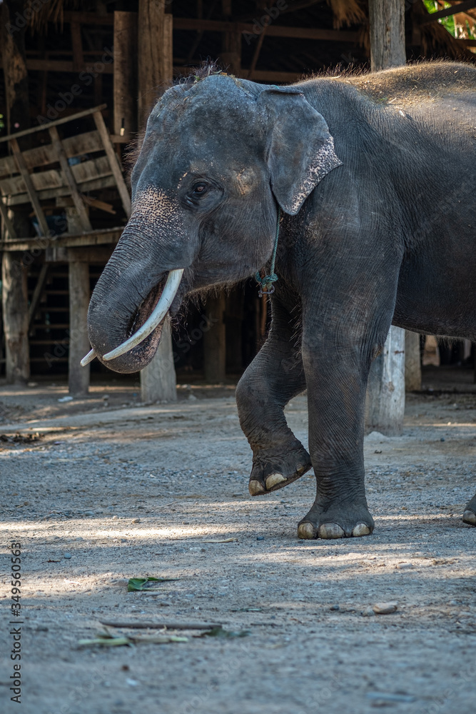 Naklejka premium The elephants are in the elephant camp in Mae Rim District, Chiang Mai Province in the north of Thailand.