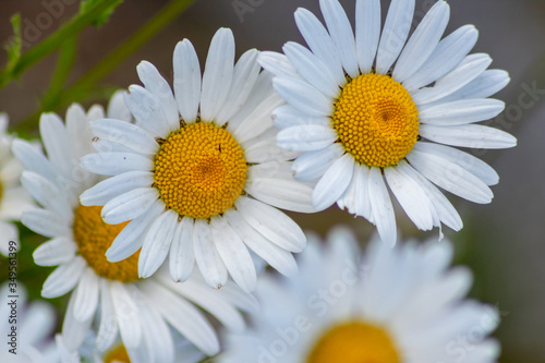 Bl  hende Margeriten  Leucanthemum  auf der Blumenwiese zeigt Fr  hling in voller Bl  te mit wei  en Bl  ten und gelben Bl  tenpollenstempeln als Bienenweide f  r leckeren Honig als Muttertagsgeschenk