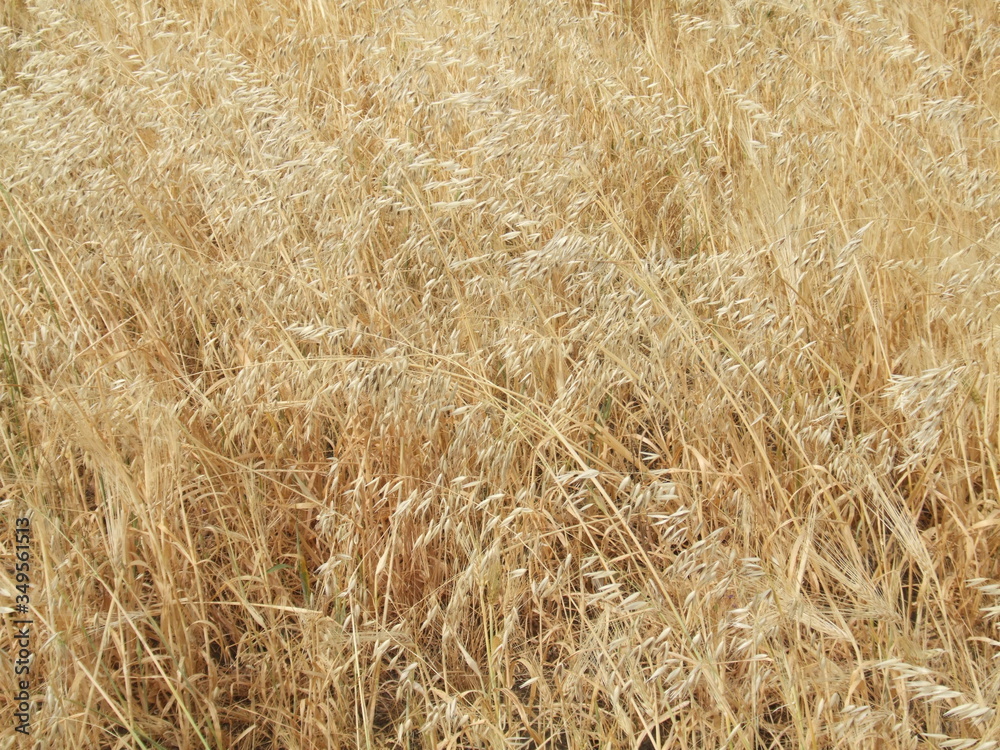 field of Golden barley field of Golden barley