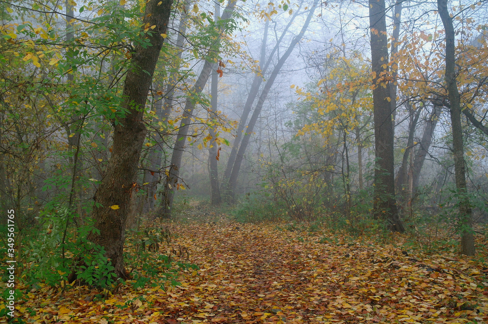 autumn forest with misty morning