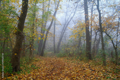 autumn forest with misty morning