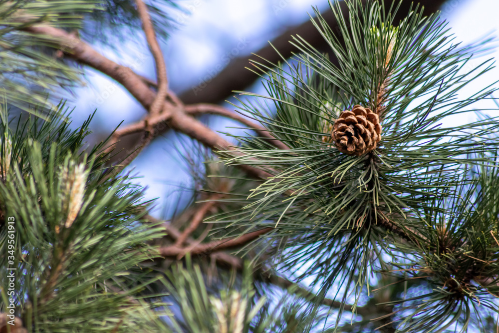 Reife Kiefernzapfen von Kiefernbaum, Fichte oder Tanne zeigt Samen im offenen Zapfen und fällt im Herbst und Winter von den Nadelbäumen als schönes Sammelobjekt zum weihnachtlichen Basteln mit Kindern Reife Kiefernzapfen von Kiefernbaum, Fichte oder Tanne zeigt Samen im offenen Zapfen und fällt im Herbst und Winter von den Nadelbäumen als schönes Sammelobjekt zum weihnachtlichen Basteln mit Kindern