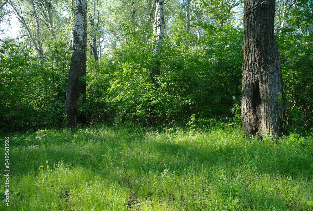Nature green trees in quiet park in spring.