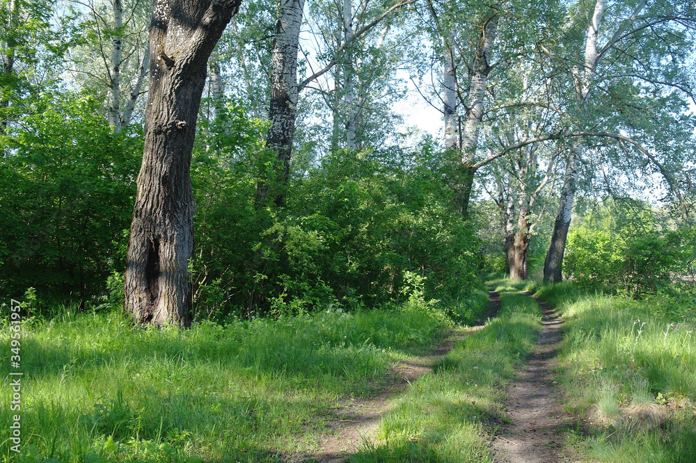Nature green trees with rural road in quiet park in spring.