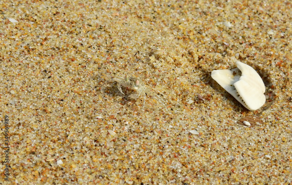 Ghost crab ( Ocypode ceratophthalmus ) on sand beach