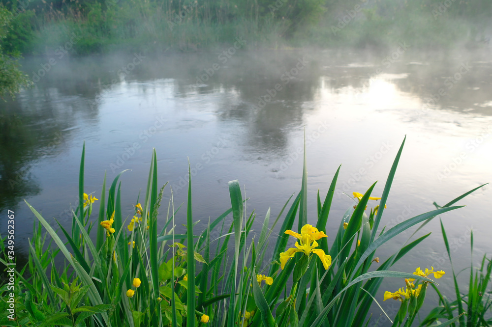 Beautiful yellow flowers on coast of the river