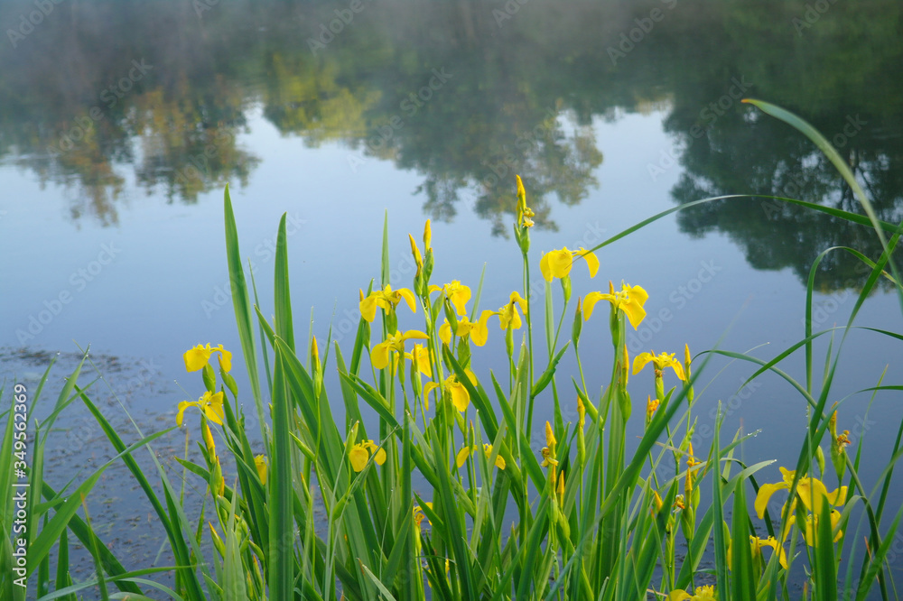 Beautiful yellow flowers on coast of the river