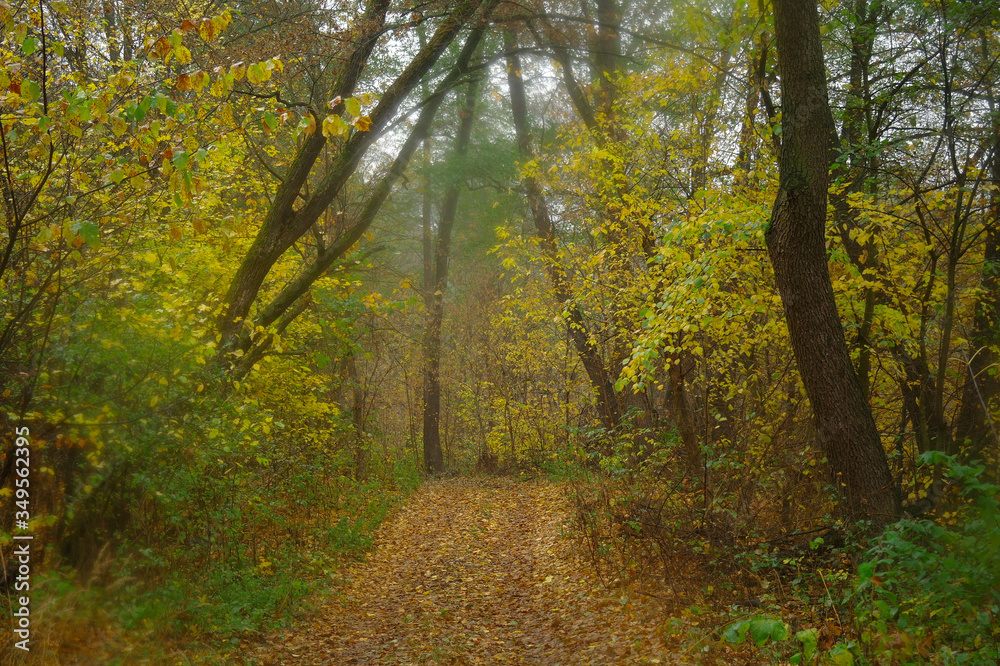 autumn forest with misty morning