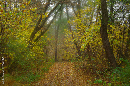 Obraz na płótnie autumn forest with misty morning w salonie