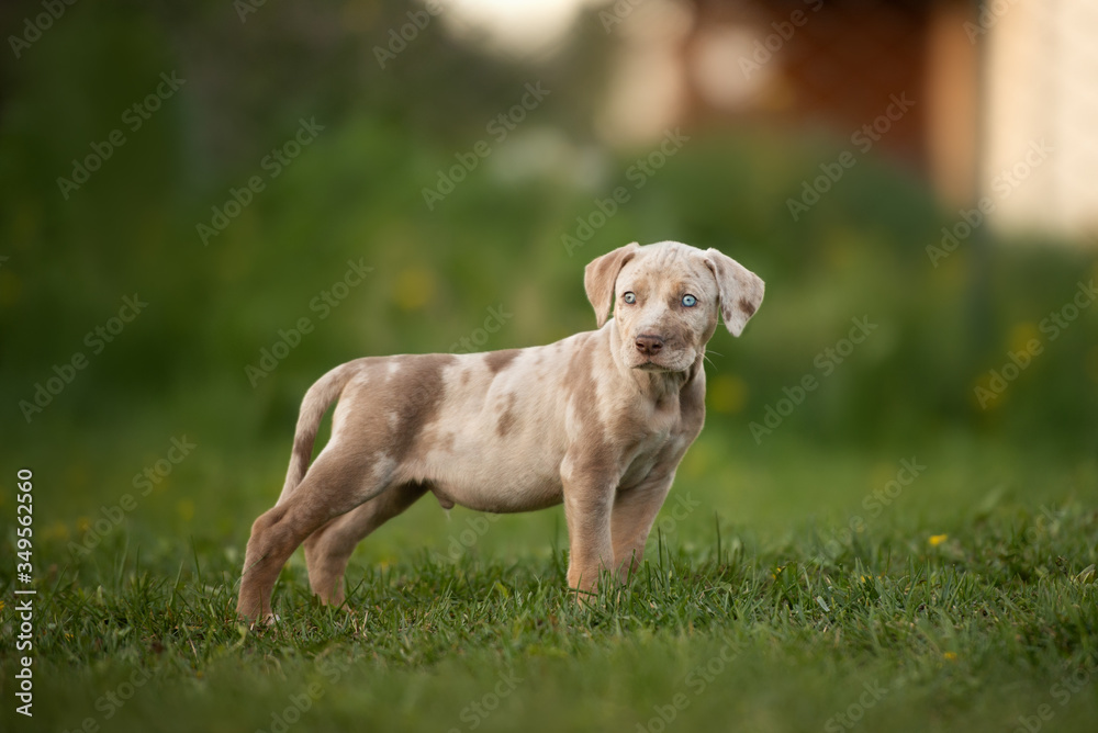catahoula puppy standing on grass in summer