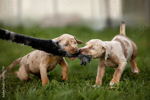 Photography two happy puppies playing together and biting a toy outdoors