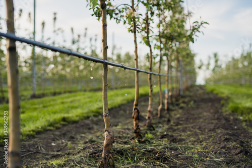 Using drip irrigation in a young apple tree garden photo