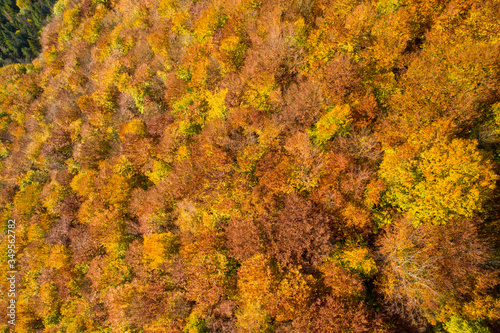 forest, view, aerial, top, drone, background, landscape, tree, environment, photography, nature, fall, green, orange, red, scenic, wood, land, woods, brown, foliage, leaves, light, park, yellow, aeria