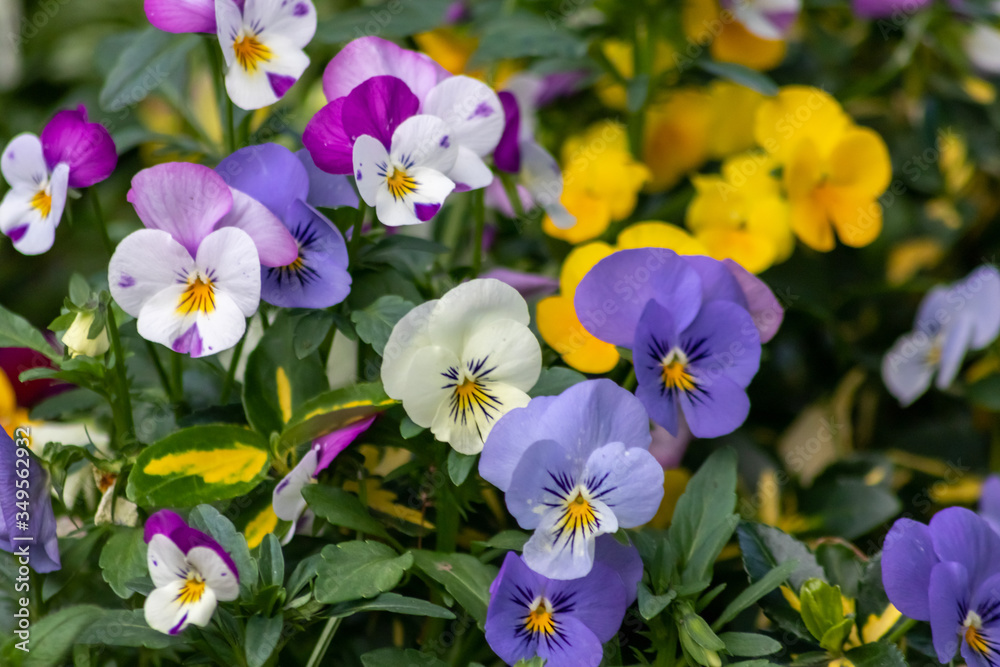 Farbenfrohe Stiefmütterchen oder violette Veilchen im Frühling wecken Frühlingsgefühle und sind ein prächtiger Blumenzauber im Garten mit gelb, pink, rosa und violett als bunte Blüten