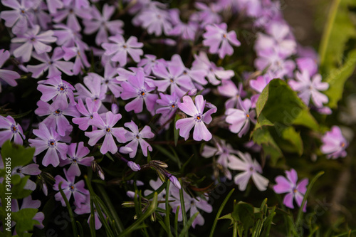  Lavender Phlox Rocky Road Periwinkle. 