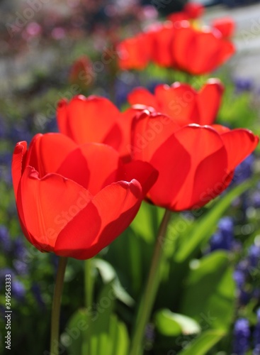 Gorgeous red tulips bloom in the spring sunlight