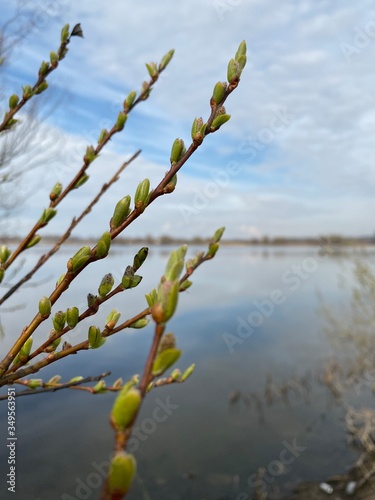  Buds on a tree by the river in spring