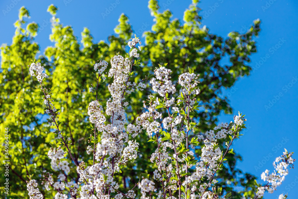 Blooming tree on the background of nature. Spring flowers. Spring Background. White small flowers on the tree. Blue sky. Blooming tree on the background of nature. Spring flowers. Spring Background. White small flowers on the tree. Blue sky.