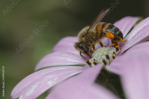 bee on pink daisy