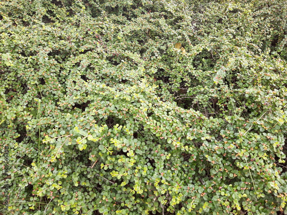 Cotoneaster wilsonii fruit texture 1