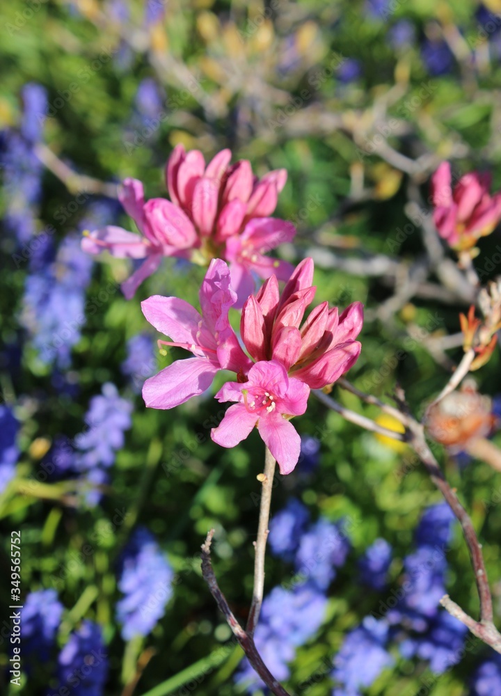 Pink azalea flowers bloom with blue mucari in a spring garden