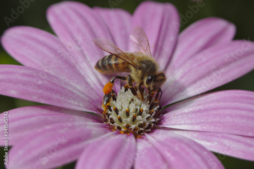 bee on pink daisy
