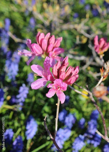 Pink azalea flowers bloom with blue mucari in a spring garden
