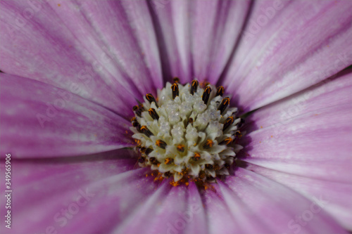 close up of pink flower
