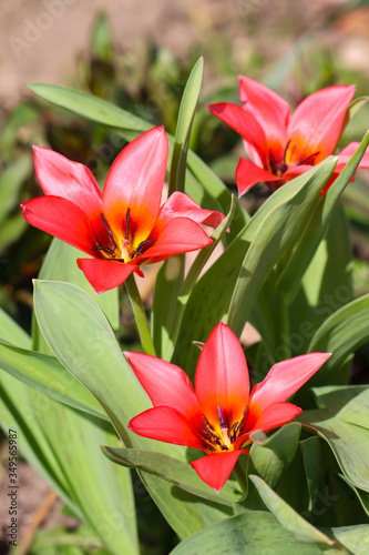 Red tulips in the garden
