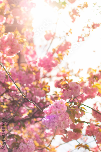 Beautiful Pink Cherry Blossom Flowers during Spring Shining in a Golden Sun