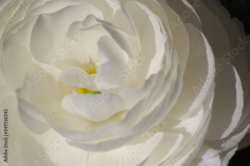 white flower petals