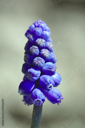 close up of blue hyacinth