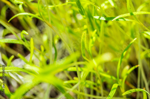 Green grass grows in the ground closeup
