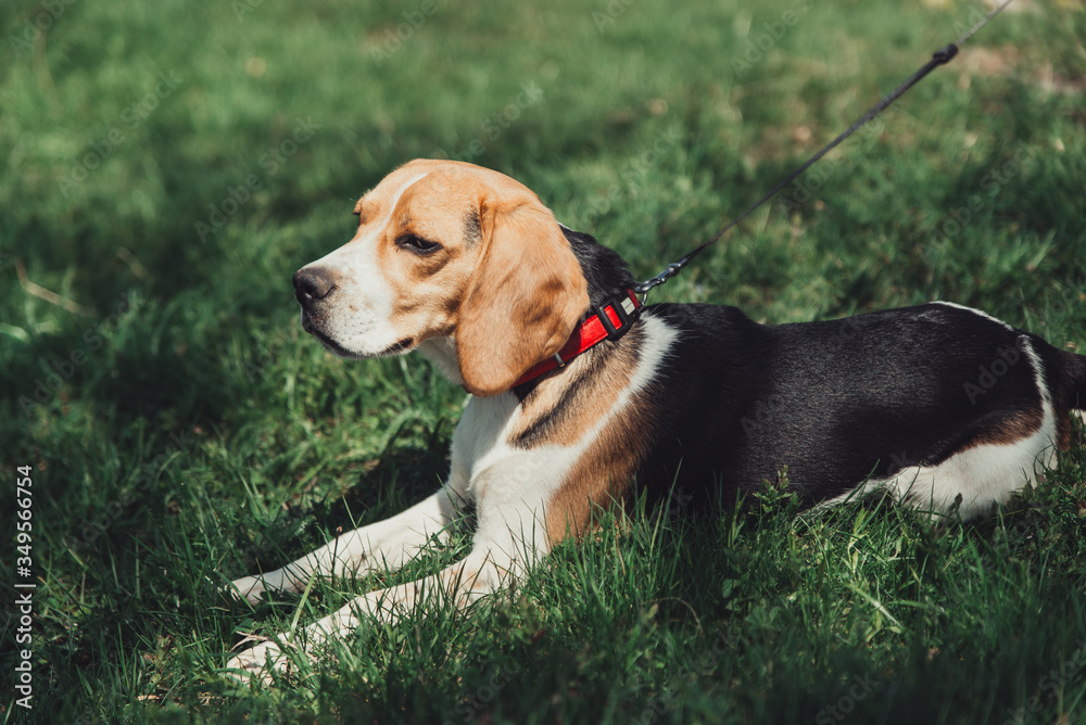 beagle dog sitting on the grass beagle dog sitting on the grass
