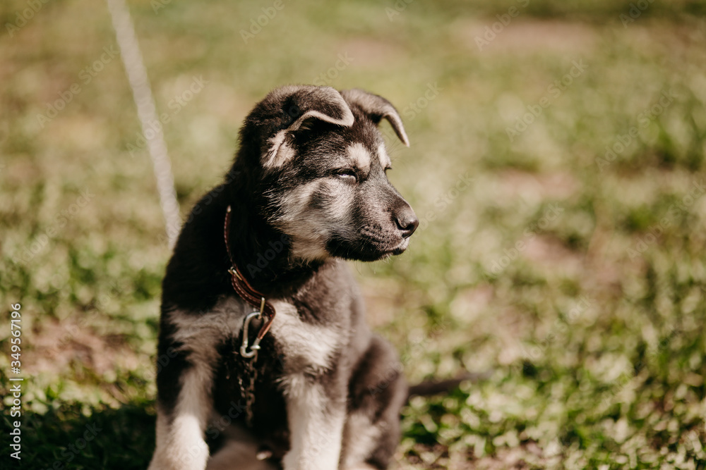 Eastern European shepherd puppy on the street