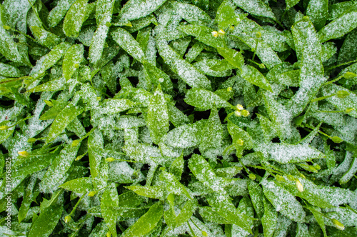 Green plants leaves under snow up closeup