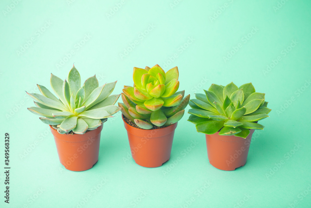 Succulent plant background. Home plants cactus on a green background. Lifestyle and flatlay concept, copy space Succulent plant background. Home plants cactus on a green background. Lifestyle and flatlay concept, copy space