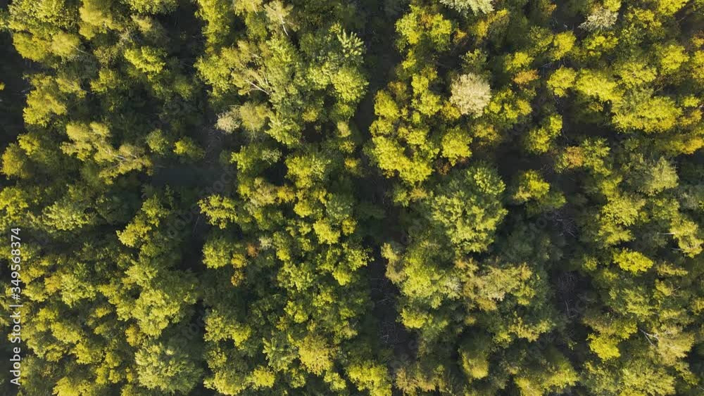 Flight over a sunlit forest in the golden morning light. Bird's eye view of a forest scenery. Drone footage near Munich in Bavaria, Germany. Flight over a sunlit forest in the golden morning light. Bird's eye view of a forest scenery. Drone footage near Munich in Bavaria, Germany.