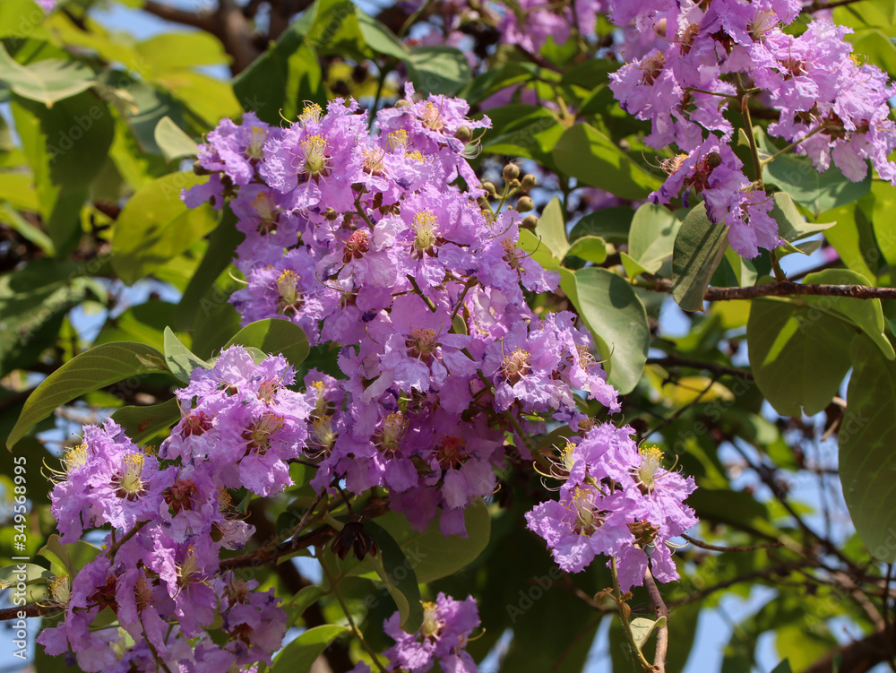 Inflorescences with many blooming purple flowers of Salao (Lagerstroemia loudonii) in Khon Kaen, Thailand Inflorescences with many blooming purple flowers of Salao (Lagerstroemia loudonii) in Khon Kaen, Thailand