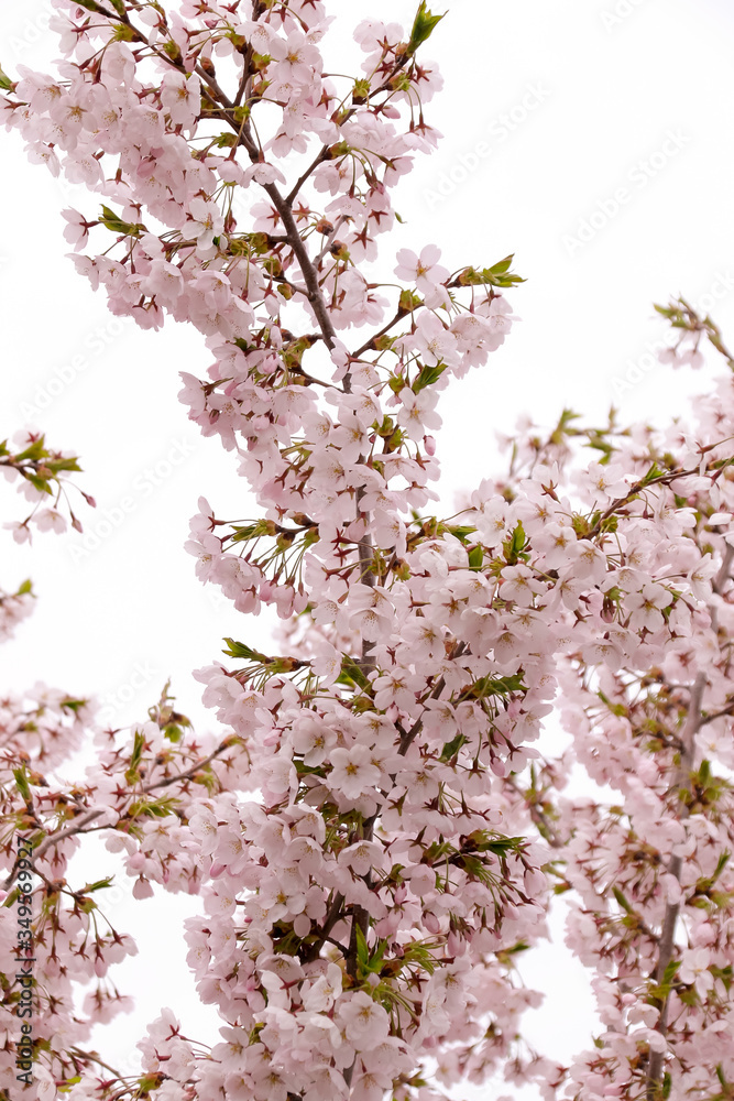 Fototapeta premium 花、植物、さくら、桜、自然、日本、満開、春、咲く、ピンク、樹木