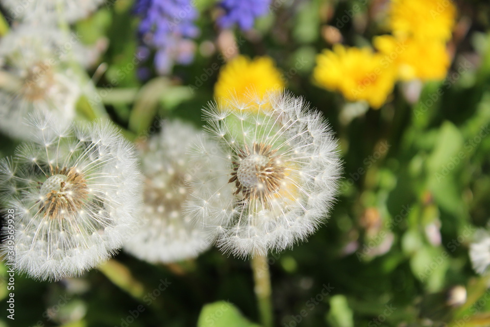 Fluffy dandelion blowballs in late spring Fluffy dandelion blowballs in late spring