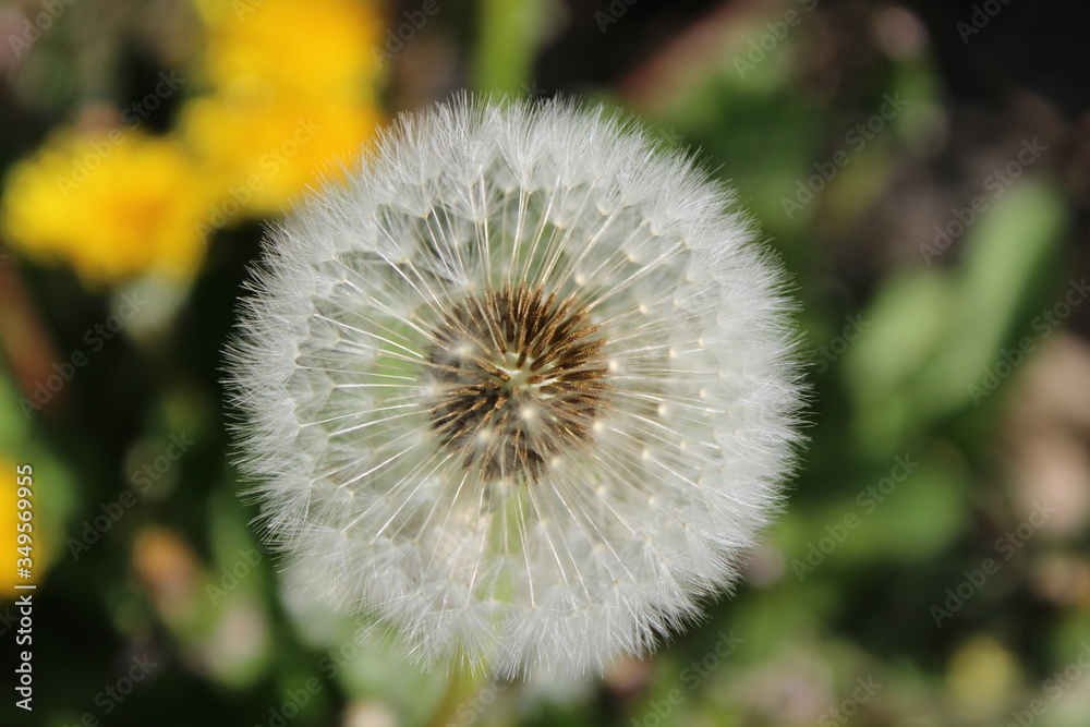 Fluffy dandelion blowball in late spring Fluffy dandelion blowball in late spring