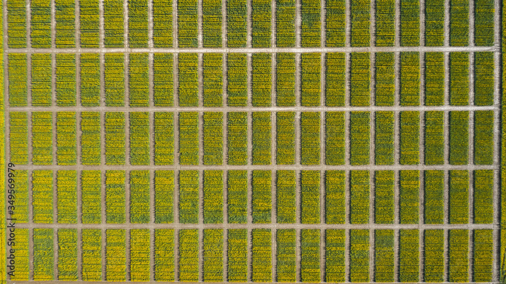 Aerial view of spring rapeseed flower field blooming beautiful yellow rapeseed flowers field. Drone photo Aerial view of spring rapeseed flower field blooming beautiful yellow rapeseed flowers field. Drone photo