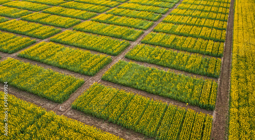 Aerial view of spring rapeseed flower field blooming beautiful yellow rapeseed flowers field. Drone photo