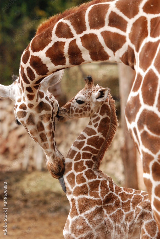 giraffe in zoo