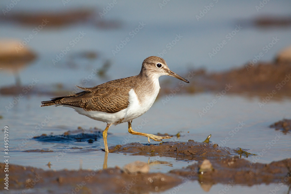 Bataklıkta yiyecek arayan ortak Sandpiper, (Actitis hypoleucos) Bataklıkta yiyecek arayan ortak Sandpiper, (Actitis hypoleucos)