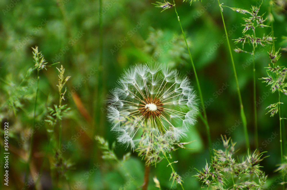 Close-up dandelion in green grass, photo Close-up dandelion in green grass, photo